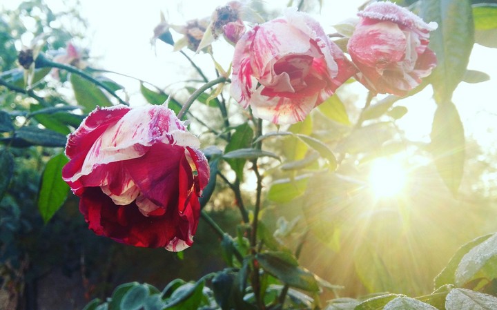 Winter flowers!