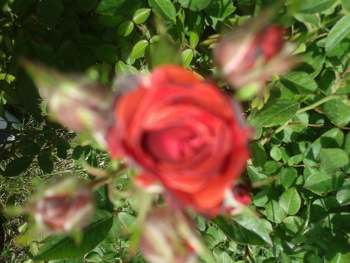 rose