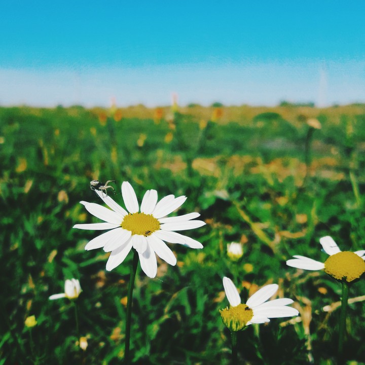 white flower