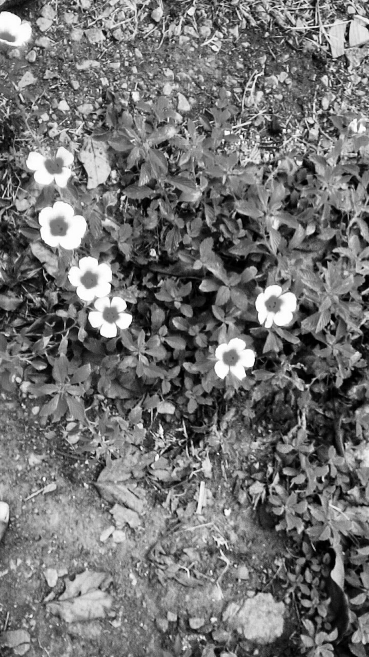 flowers black