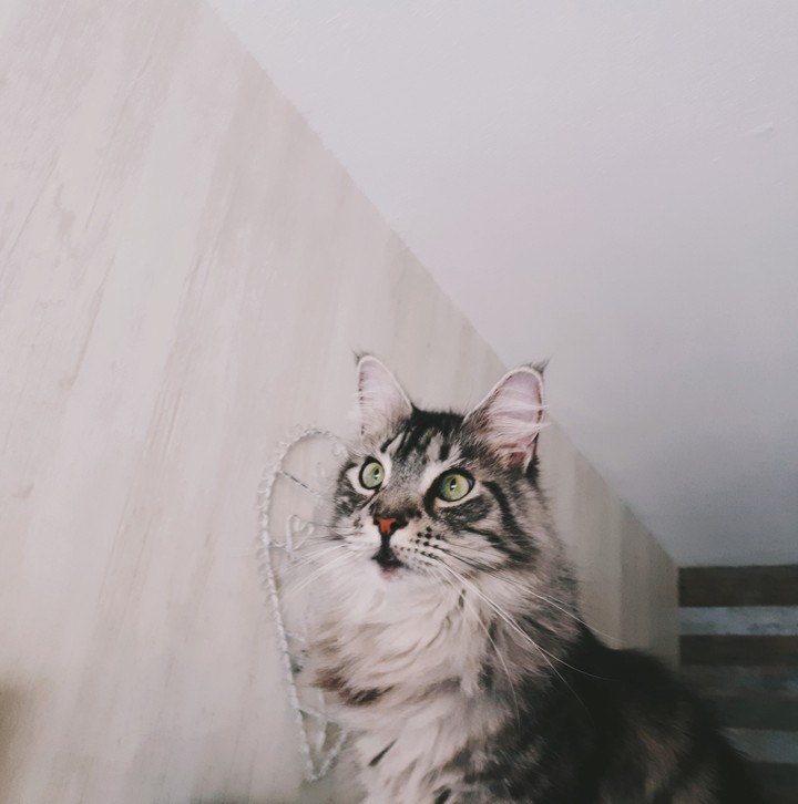 Binkie