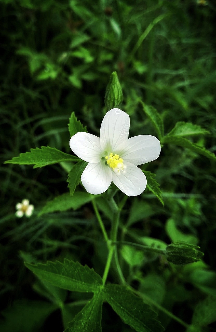 mesta flower