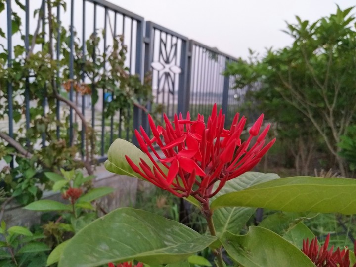 Red Flower