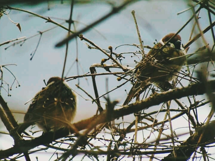 Birds 