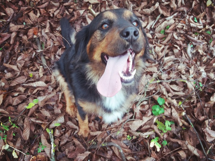 Dog1