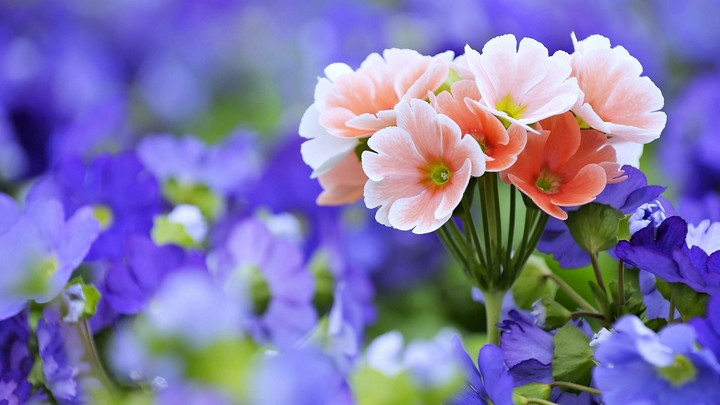 wildflower
