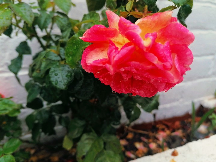 raindrops on roses