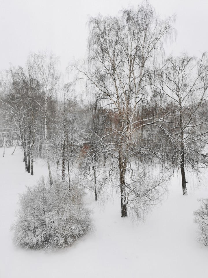 birch tree