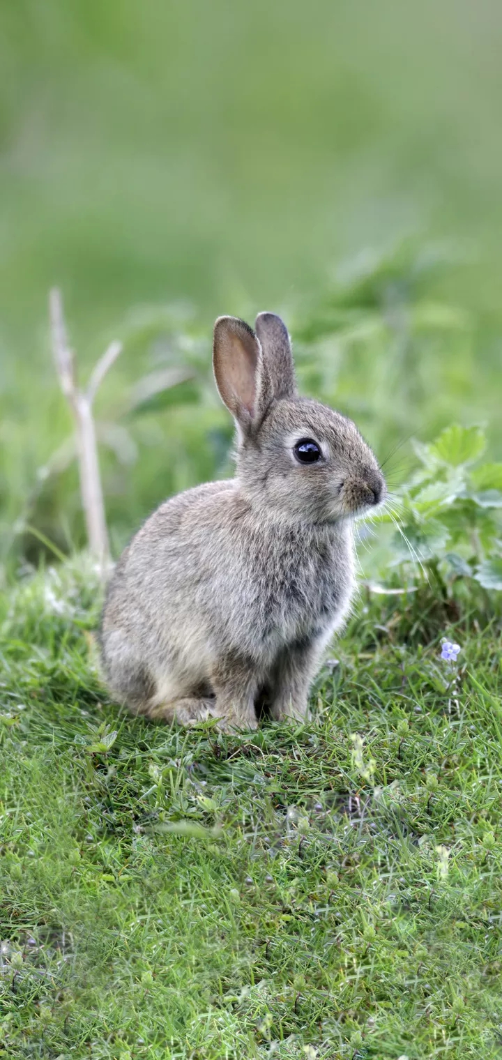 Rabbit