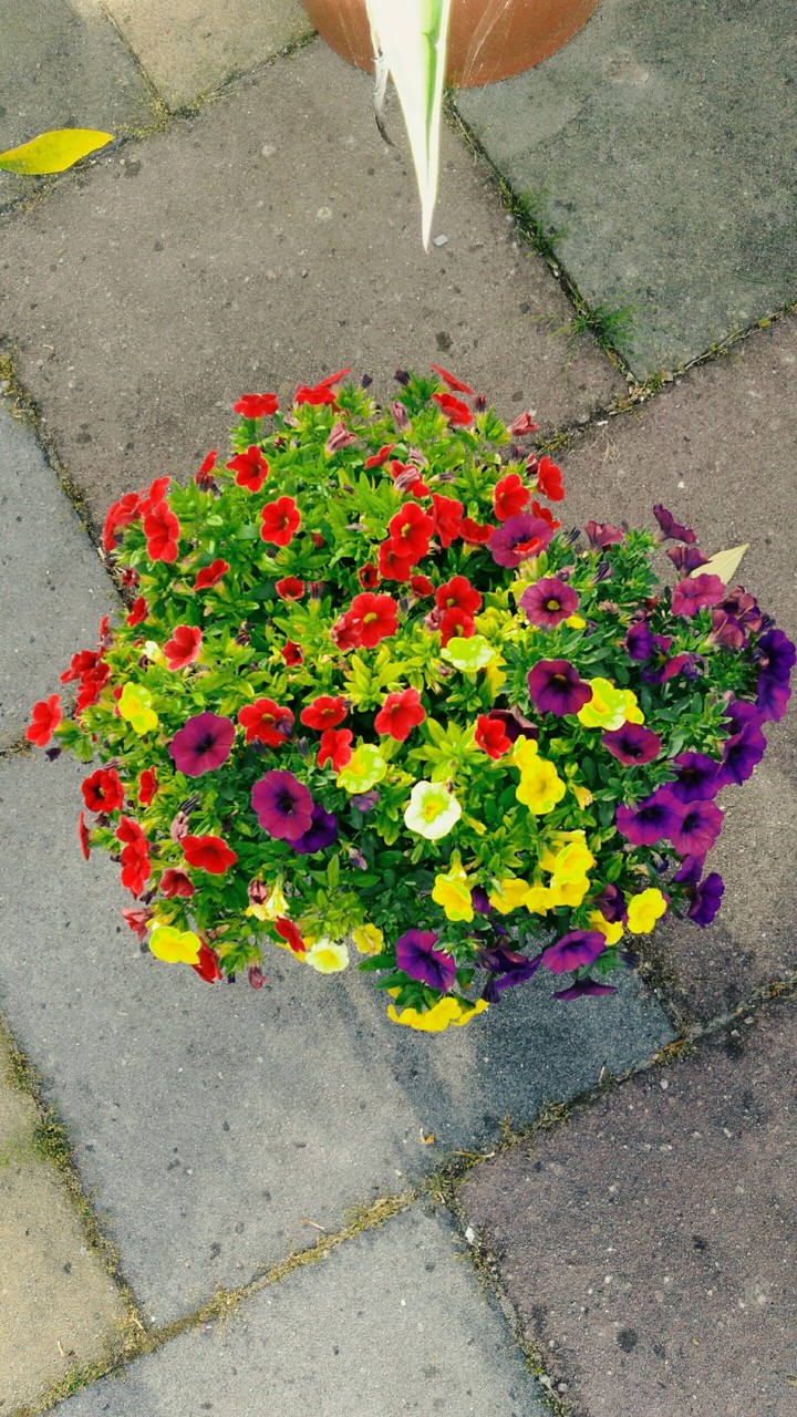 blumen