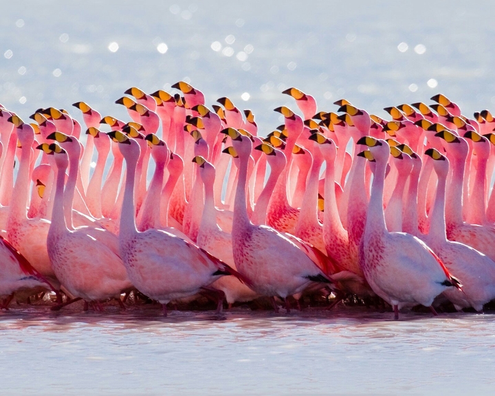 Pink Flamingos