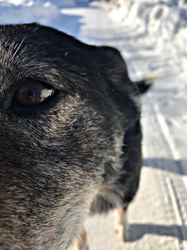 dog