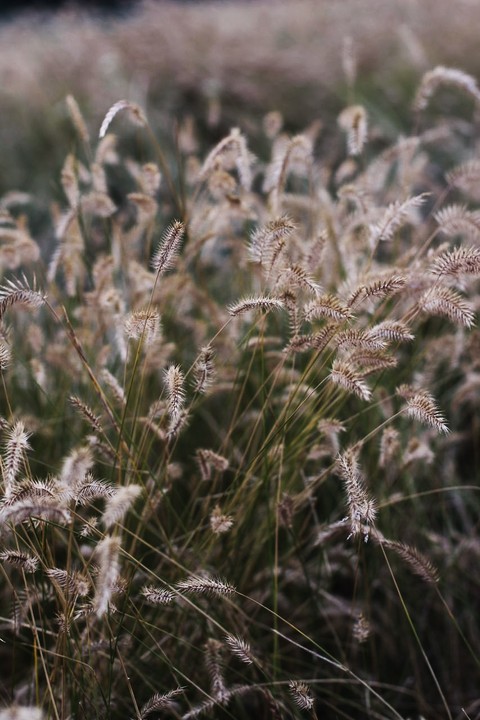 fondos de pantalla Close-up, beautiful