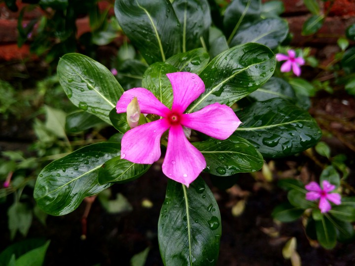 flower