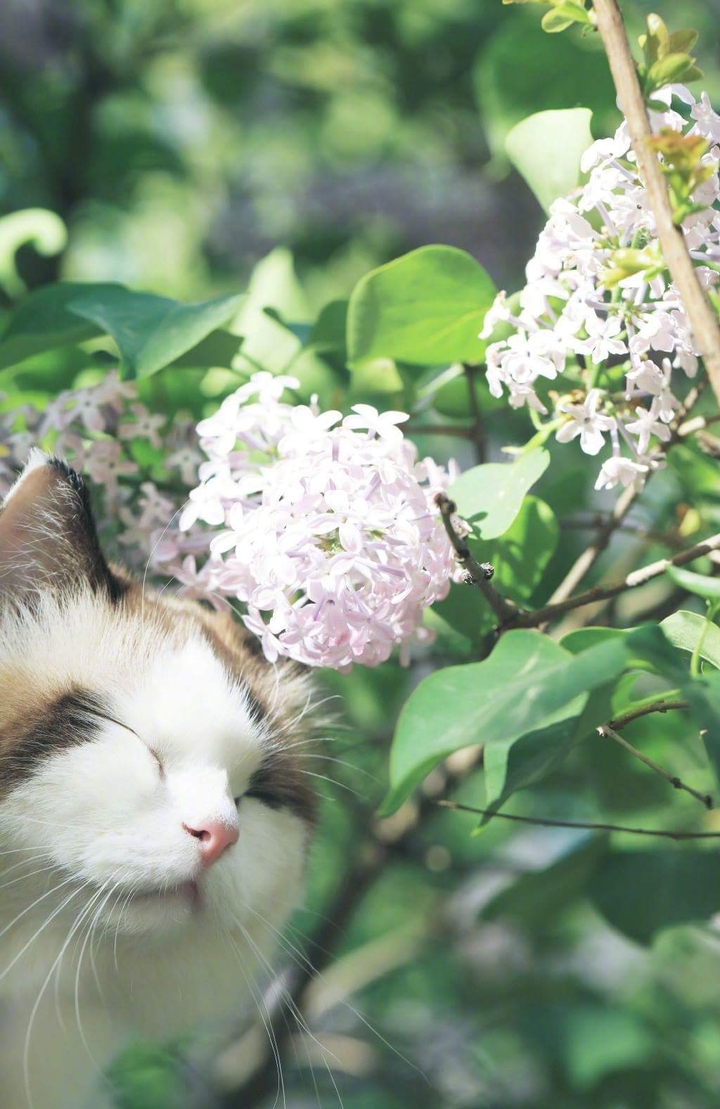 a pretty cat