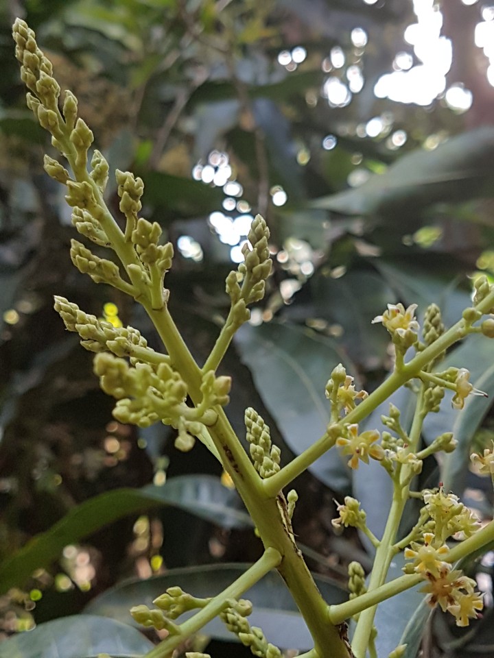mango flower