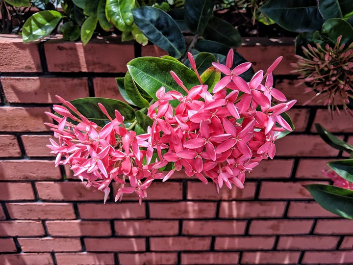 Flower HB