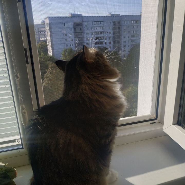 любуется котик