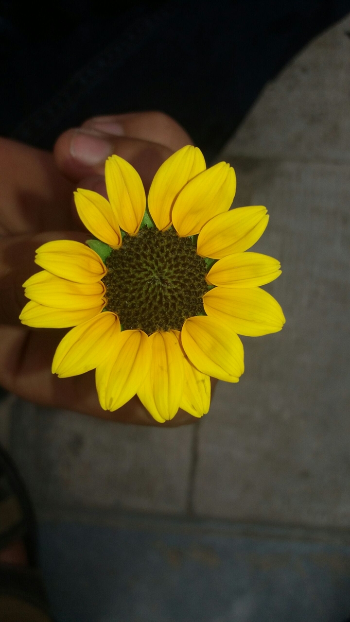 flower