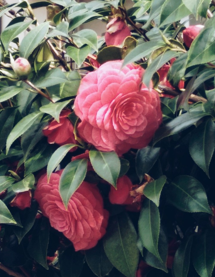 Camelia
