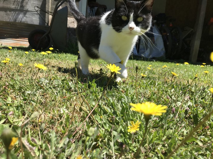 #cat