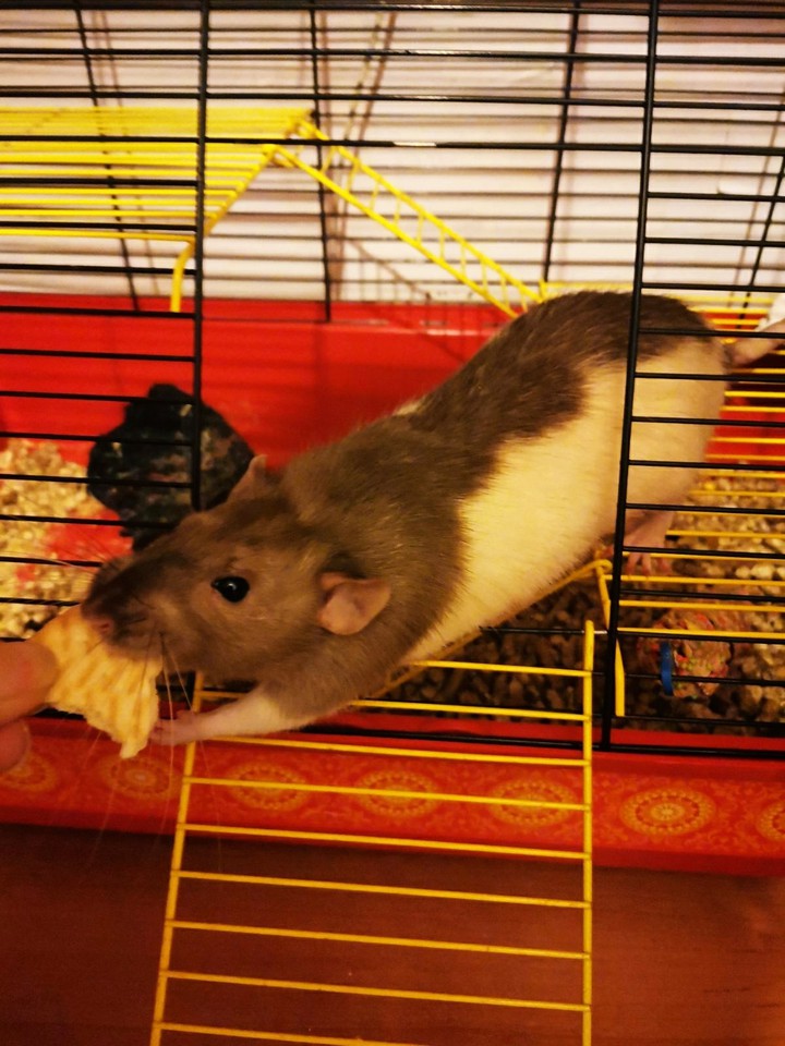 Floyd is hungry))