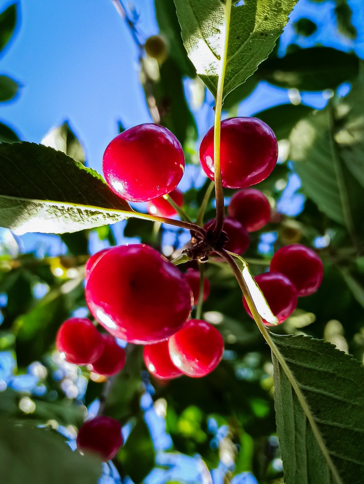 cherry