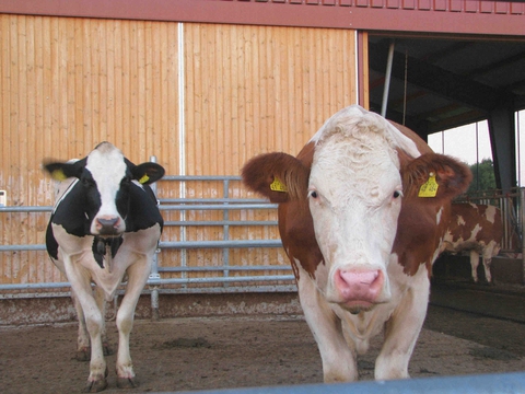 cows