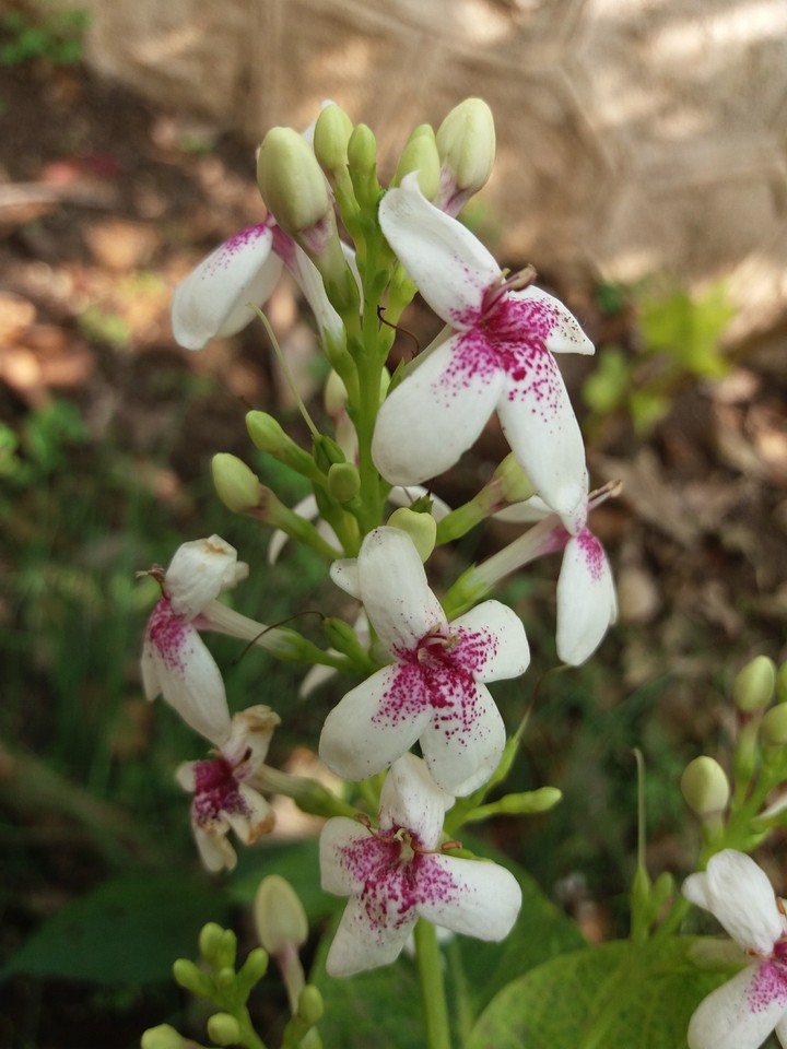 AMAVASYAA & PORNIMA FLOWER