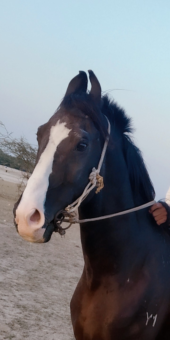 horse