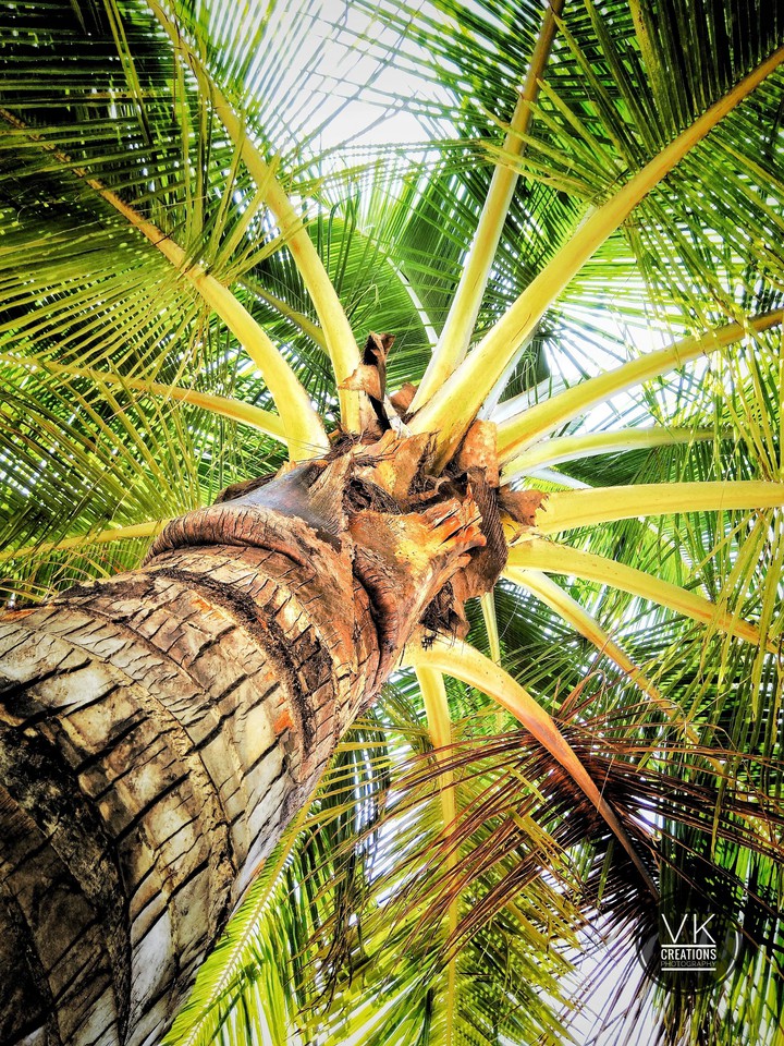 Cocunut Tree