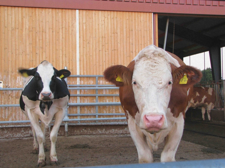 cows