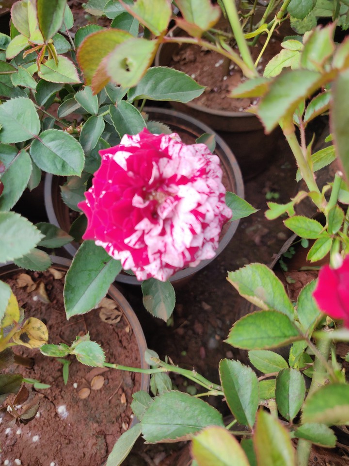 roses