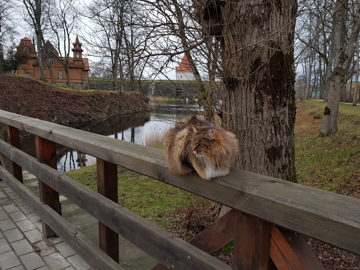cat in Saaremaa