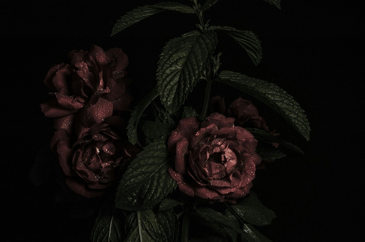 rose