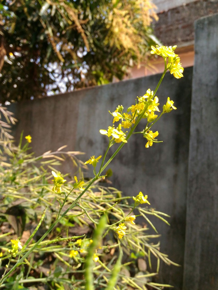 #mustard #india_flowers #portrait_ photography #natural