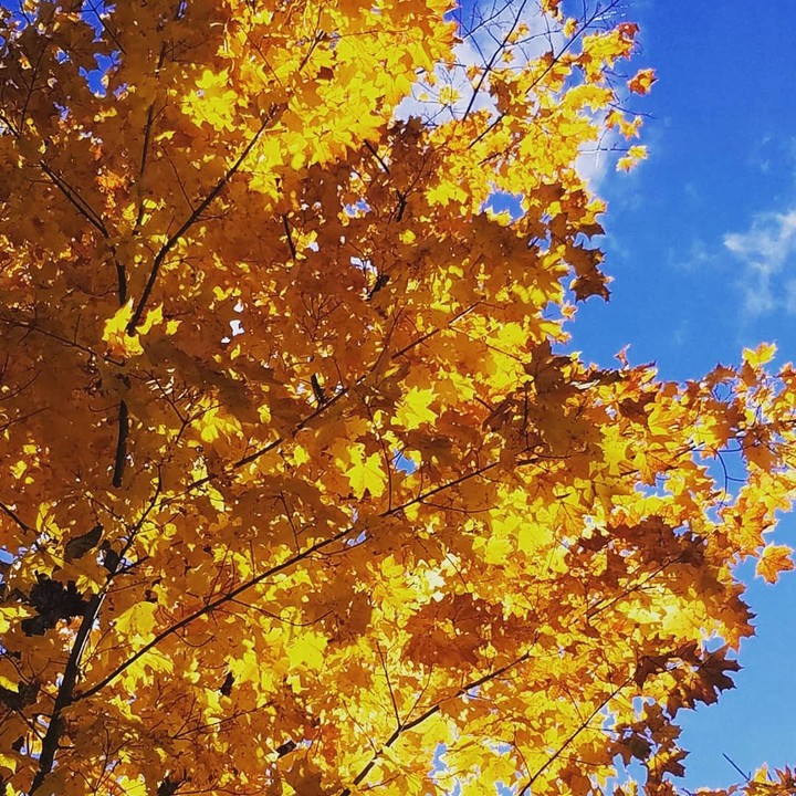 Fall Leaves