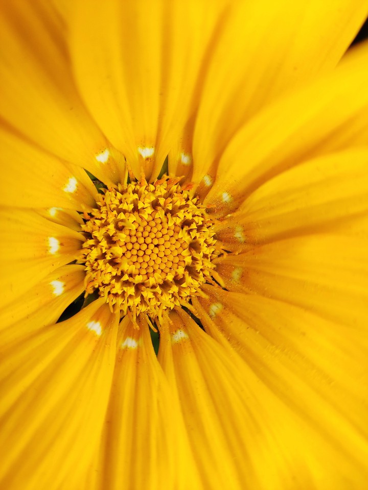 macro scene of yellow flower