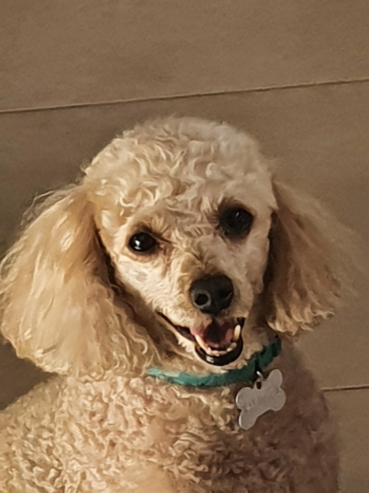 Huguinho poddle