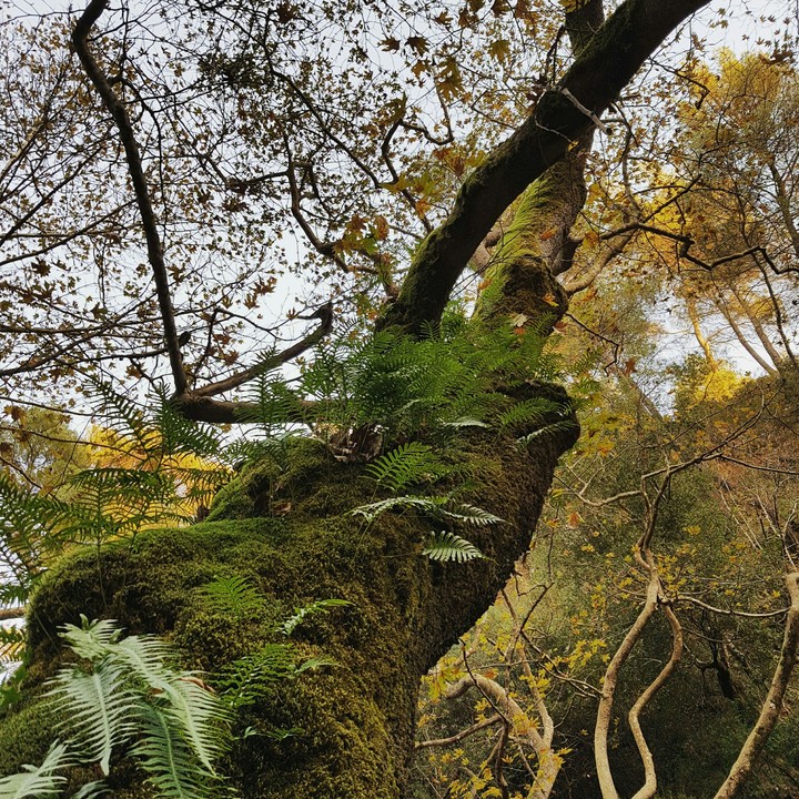 autumn skin