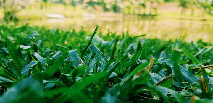 natureza