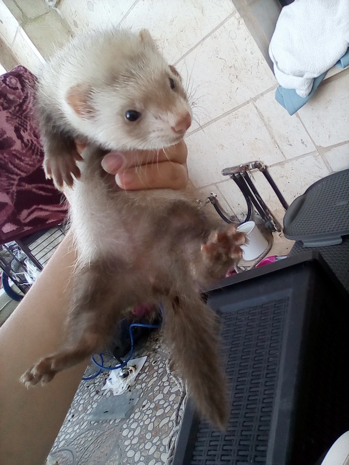 ferret