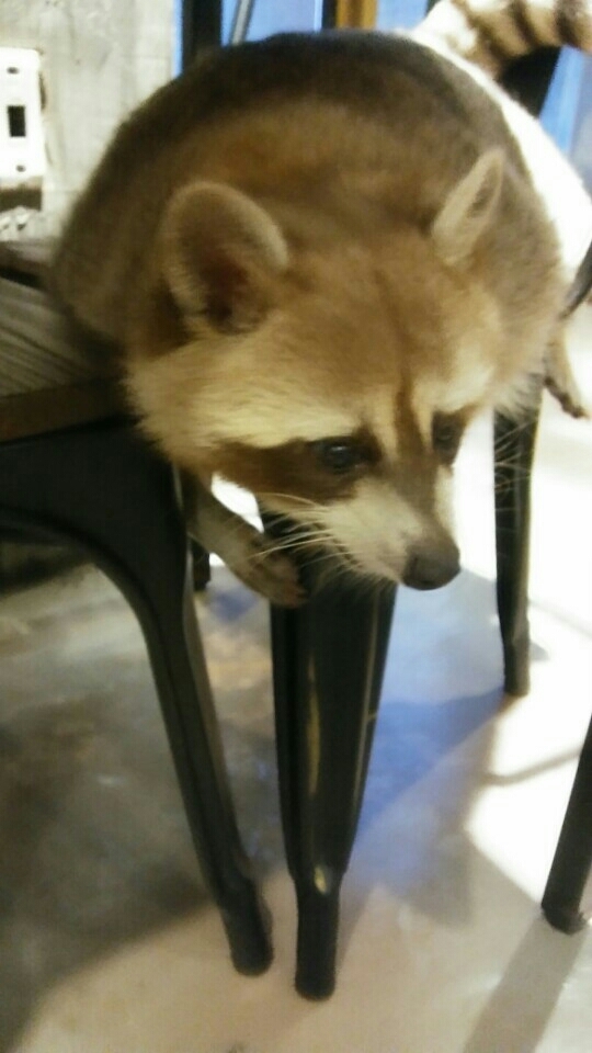 라쿤