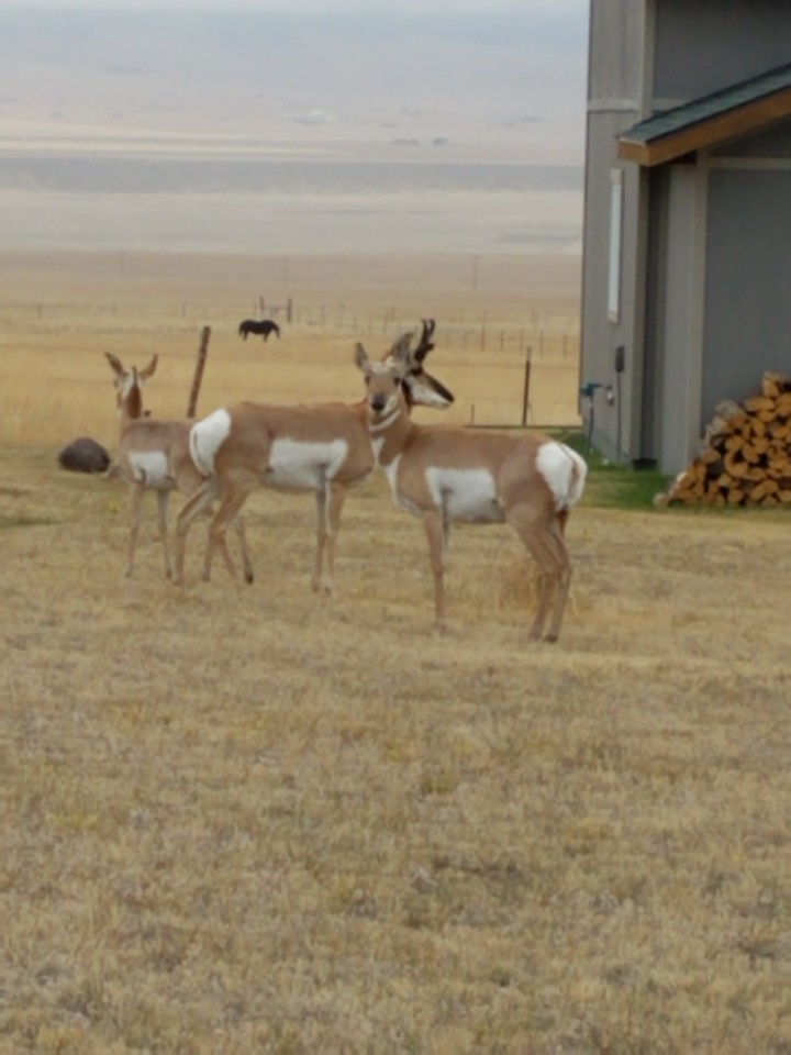 antelope