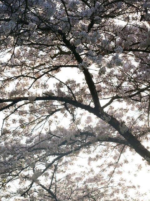 fonds d'écran prunus, Blossom
