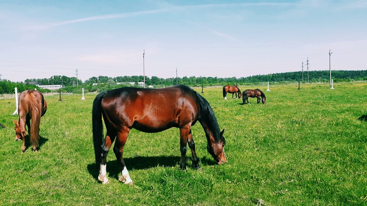 horse