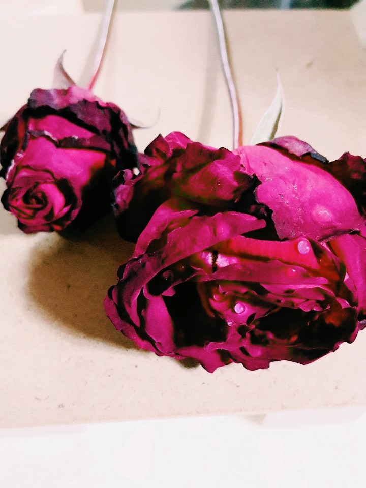 dry rose