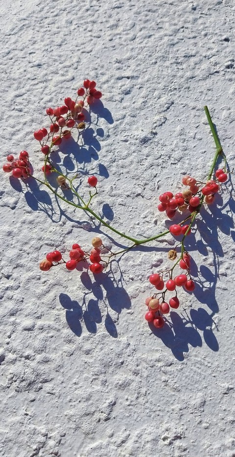 Berry