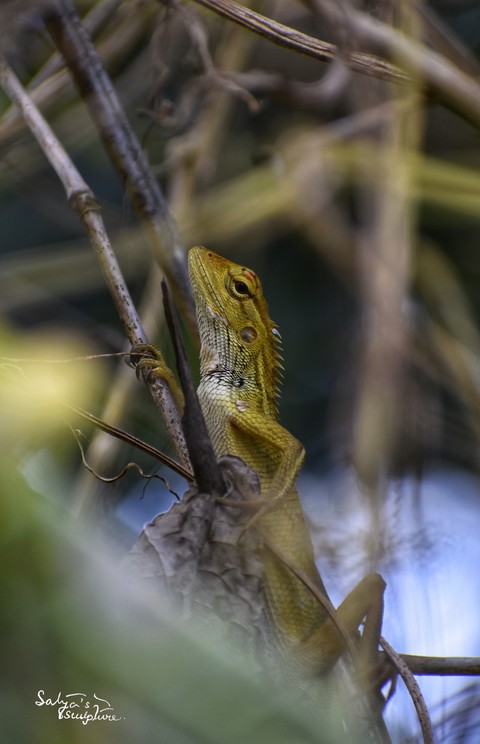 lizard