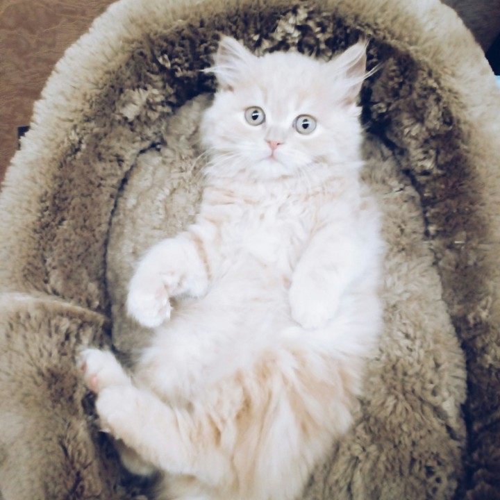 Kitten.